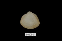 藏品(方形馬珂蛤)的圖片